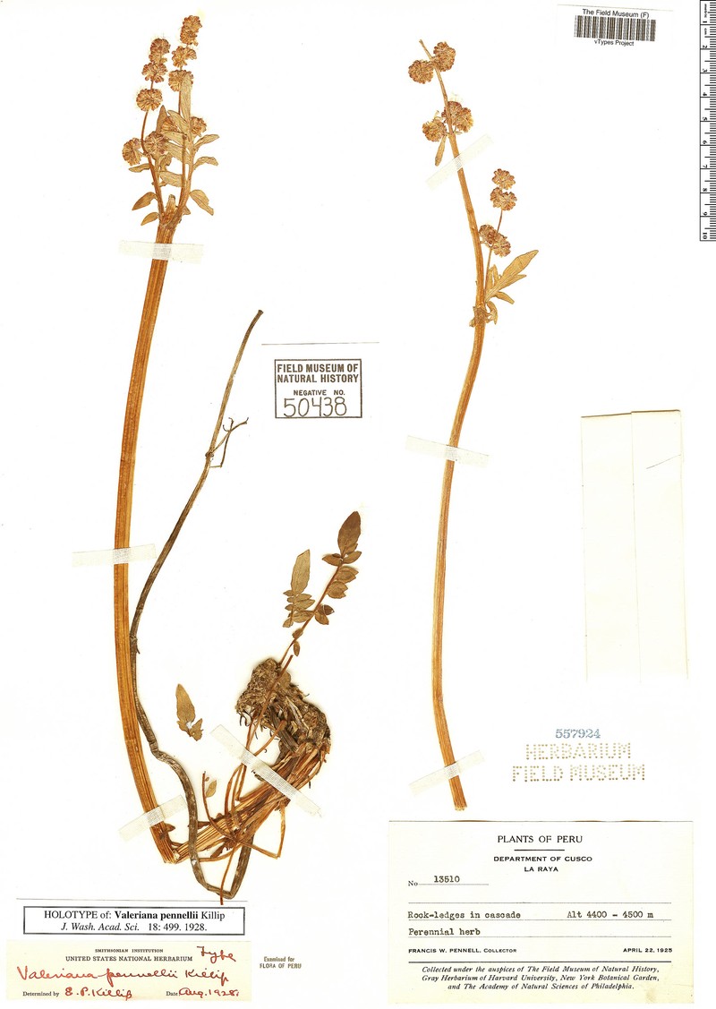 Valeriana pennellii