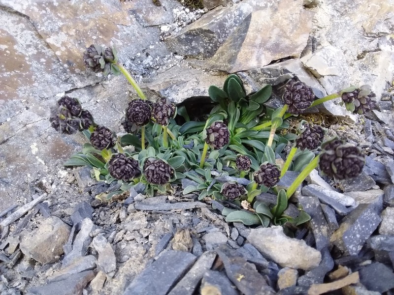 Valeriana petersenii