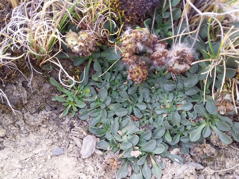 Valeriana petersenii photo 2