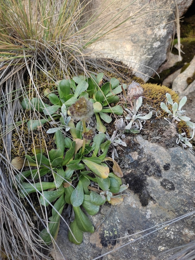 Valeriana petersenii photo 3