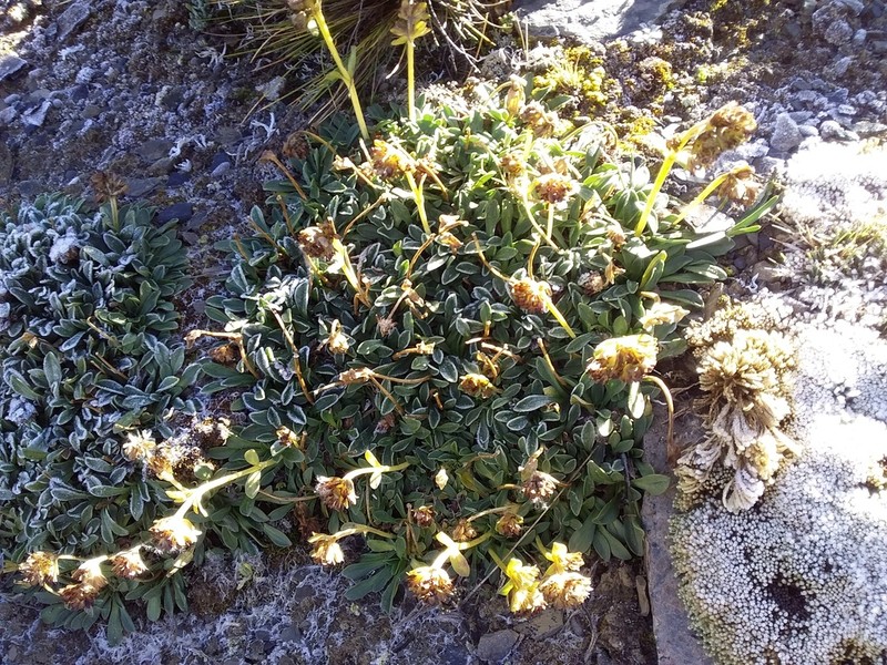 Valeriana petersenii photo 4