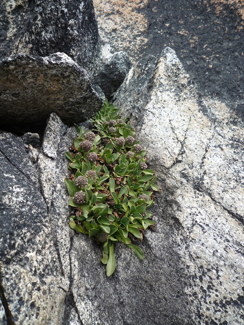 Valeriana petersenii photo 5