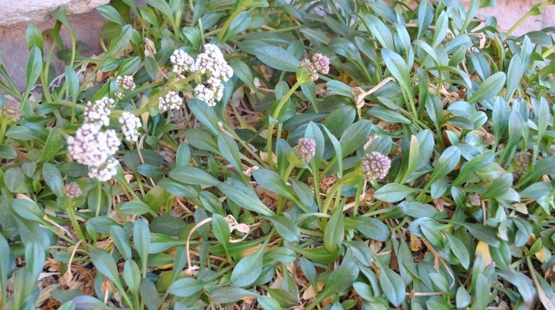 Valeriana petersenii photo 6