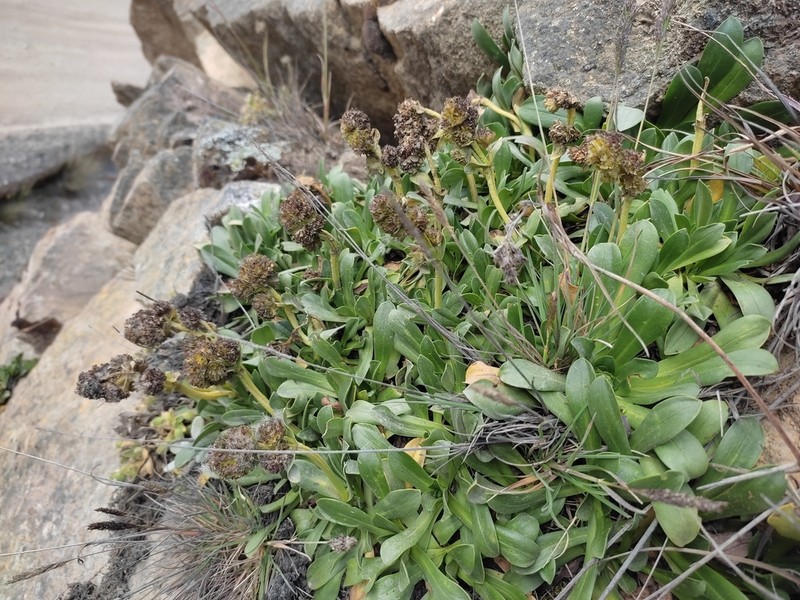 Valeriana petersenii photo 7