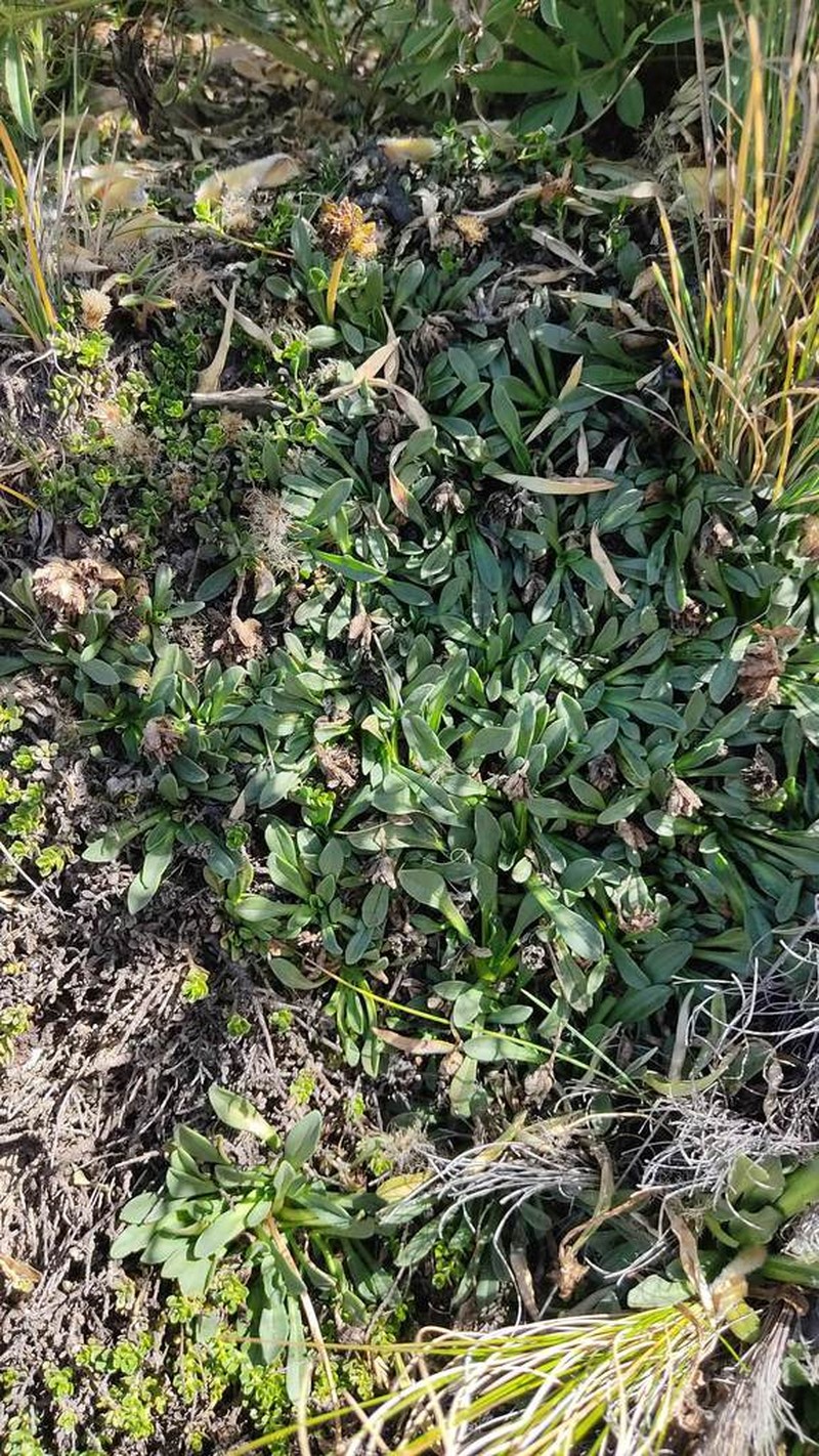 Valeriana petersenii photo 8