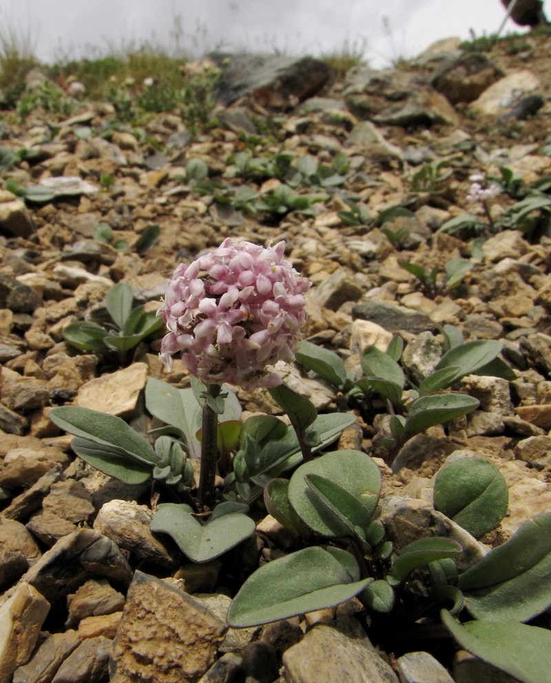 Valeriana petrophila photo 2