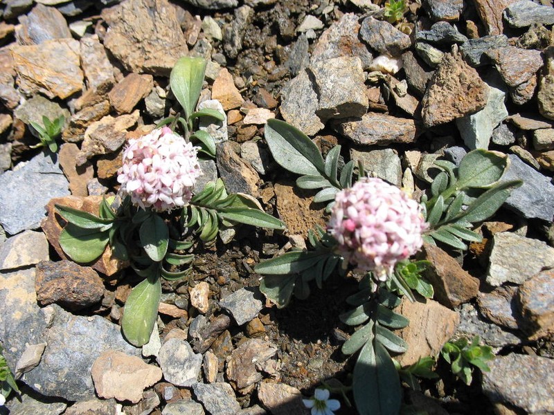 Valeriana petrophila photo 3