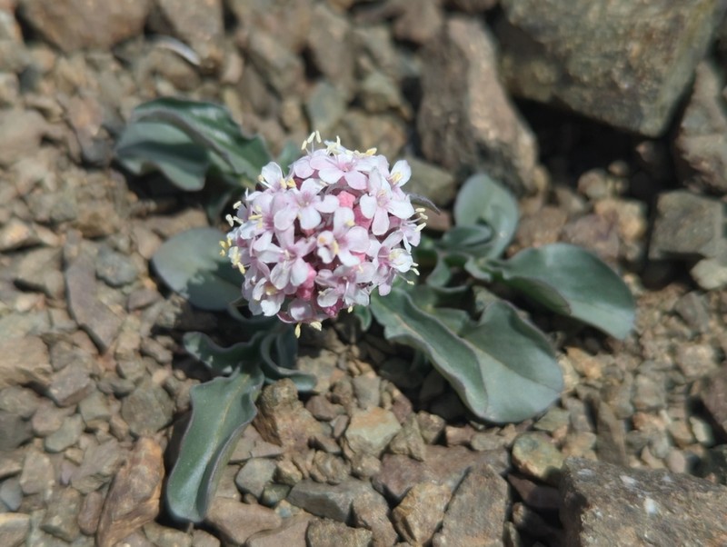 Valeriana petrophila photo 4