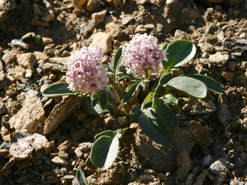 Valeriana petrophila photo 5