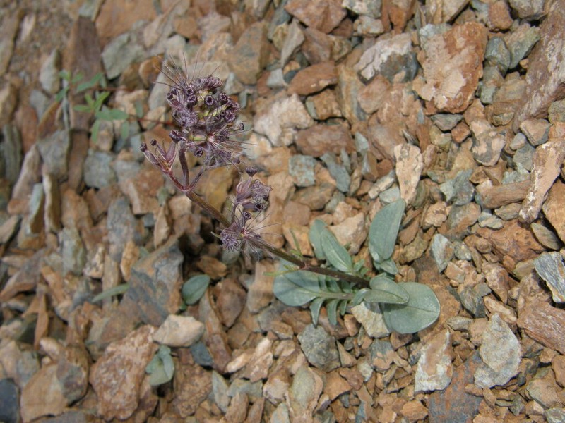Valeriana petrophila photo 6