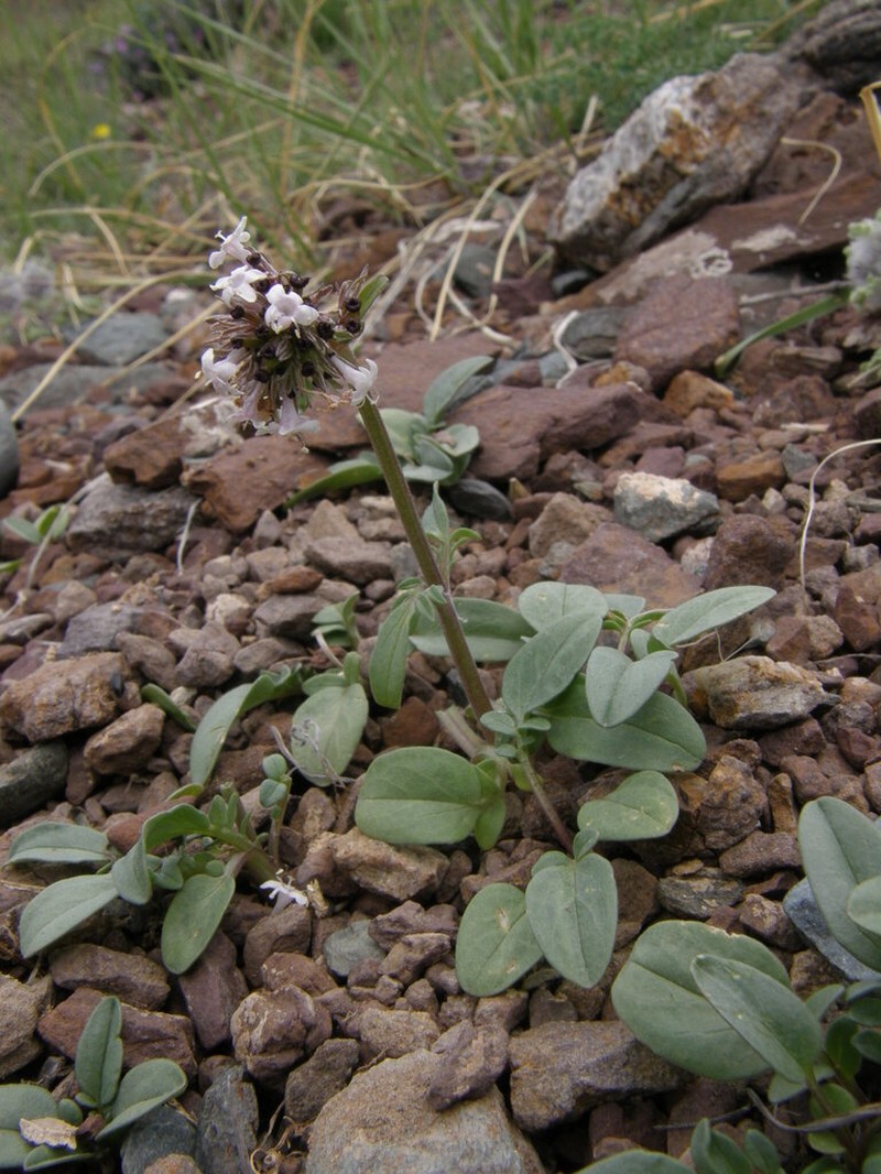 Valeriana petrophila photo 7