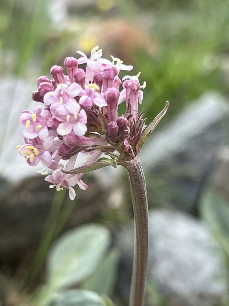 Valeriana petrophila photo 8