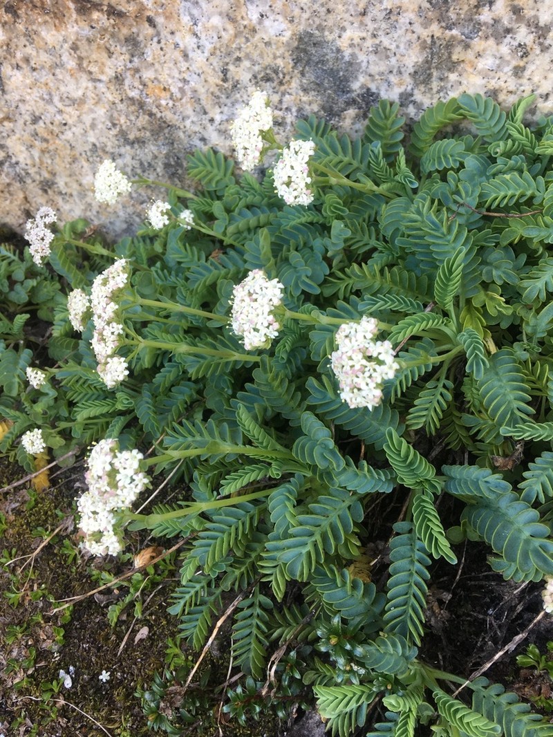 Valeriana philippiana
