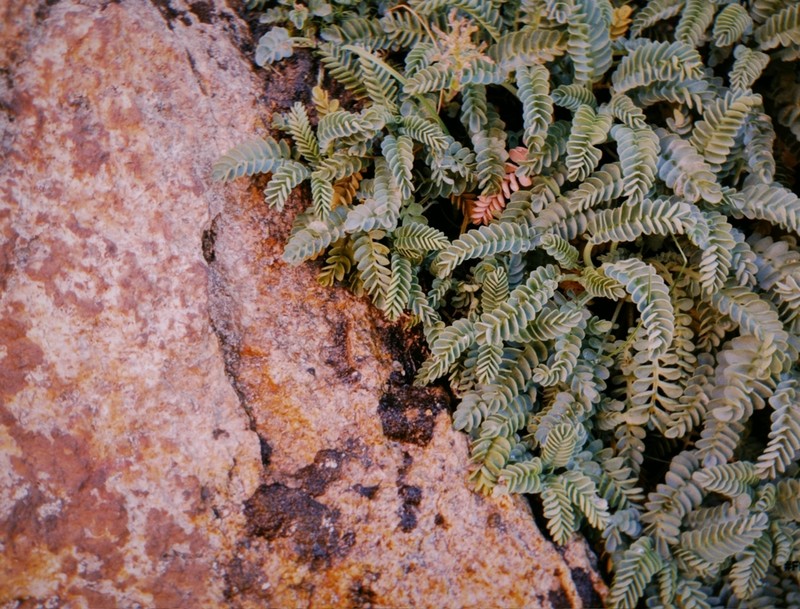 Valeriana philippiana photo 2