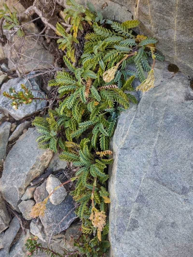 Valeriana philippiana photo 3