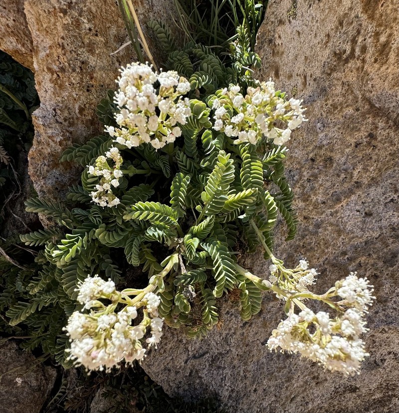 Valeriana philippiana photo 4