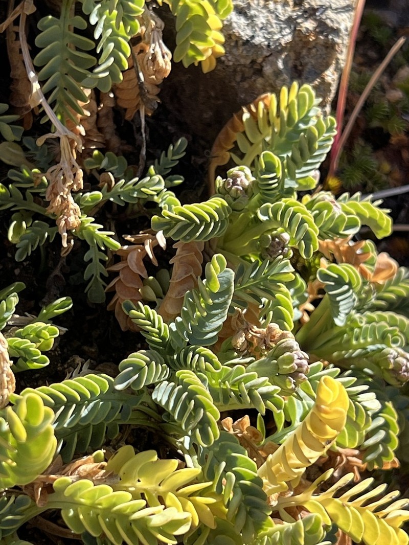 Valeriana philippiana photo 5