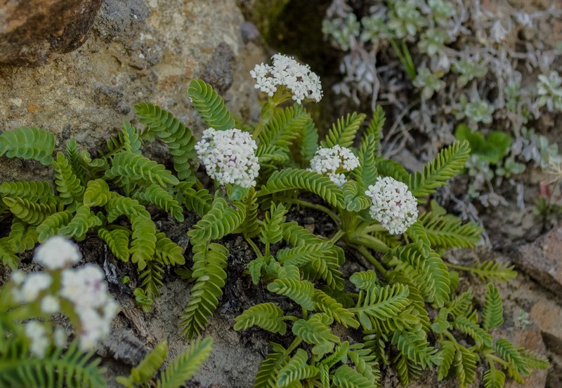 Valeriana philippiana photo 6