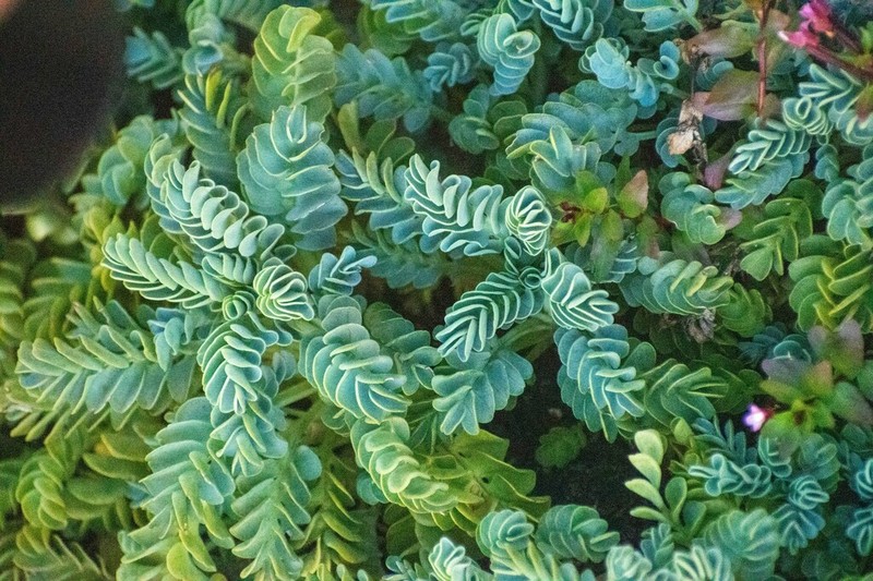 Valeriana philippiana photo 8