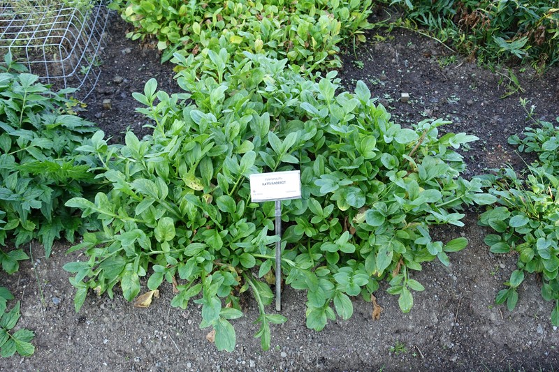 Valeriana phu photo 2