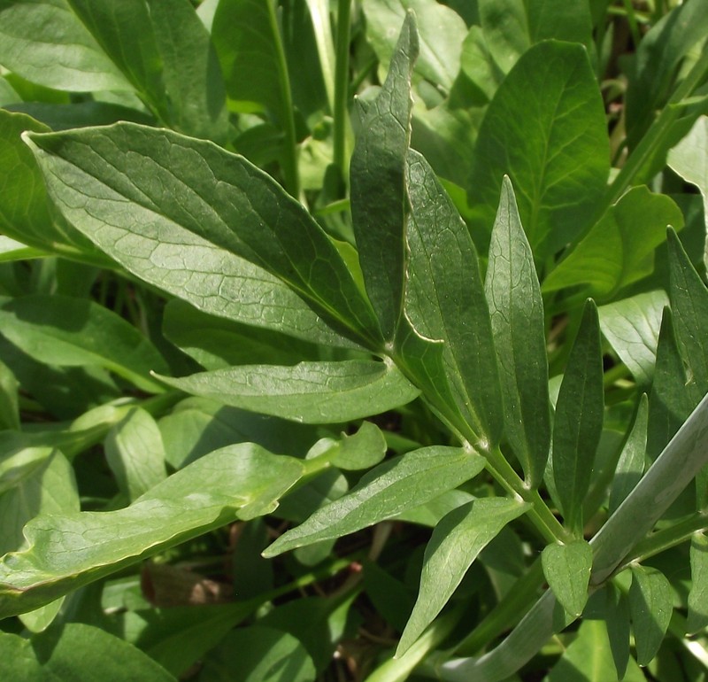 Valeriana phu photo 3