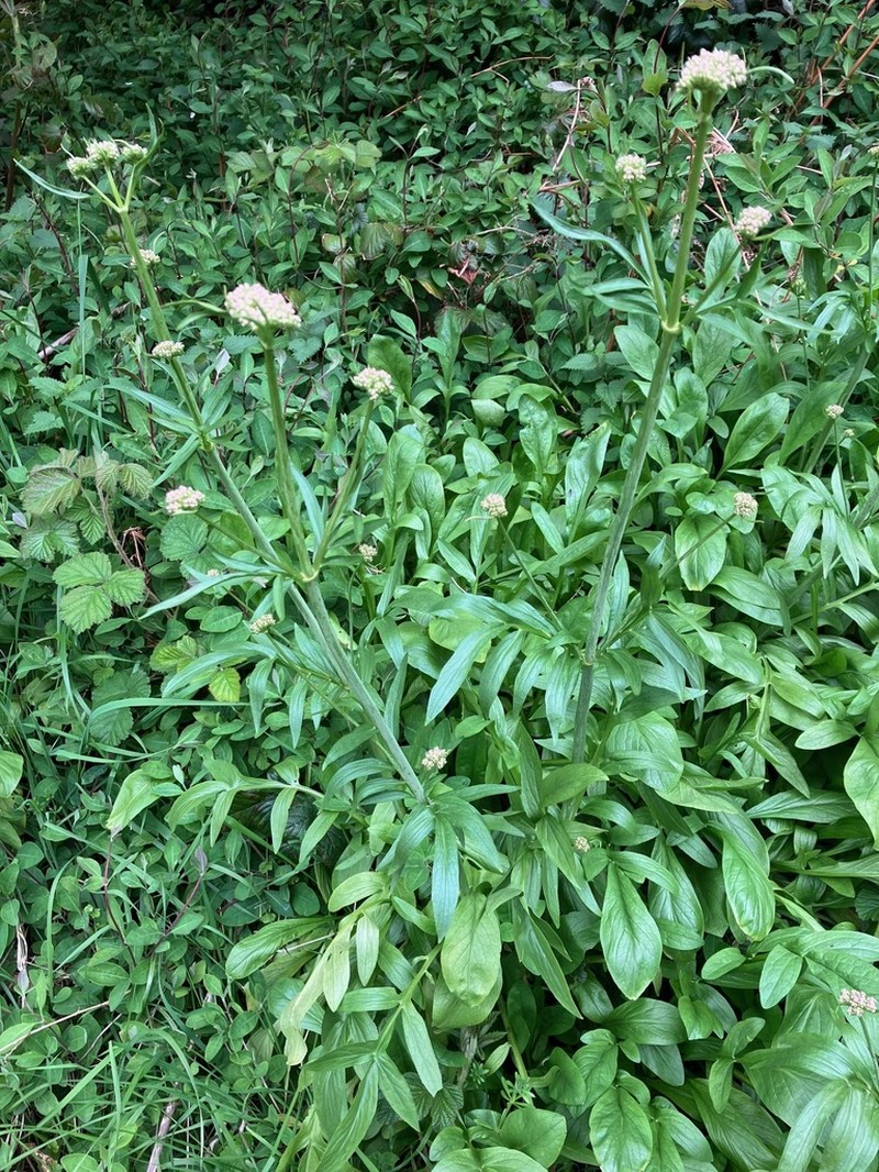 Valeriana phu photo 4