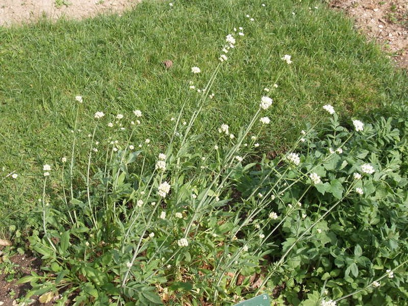Valeriana phu photo 5