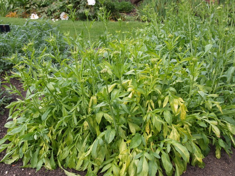 Valeriana phu photo 6