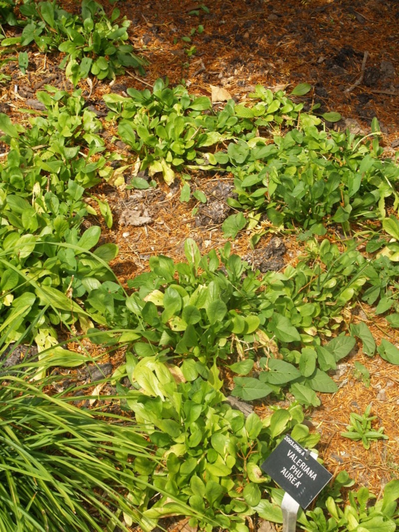 Valeriana phu photo 7
