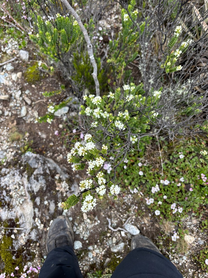 Valeriana phylicoides photo 2