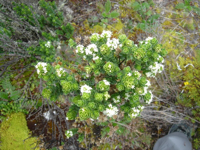Valeriana phylicoides photo 3
