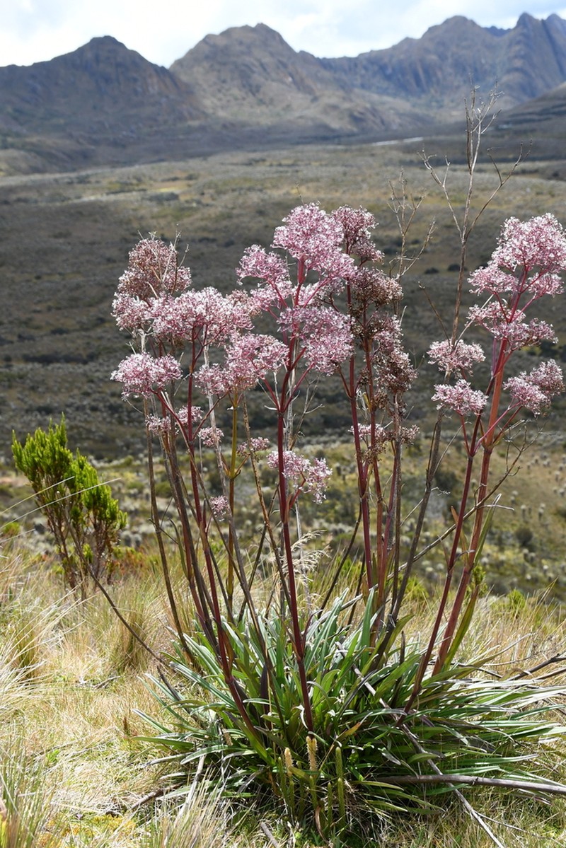 Valeriana pilosa