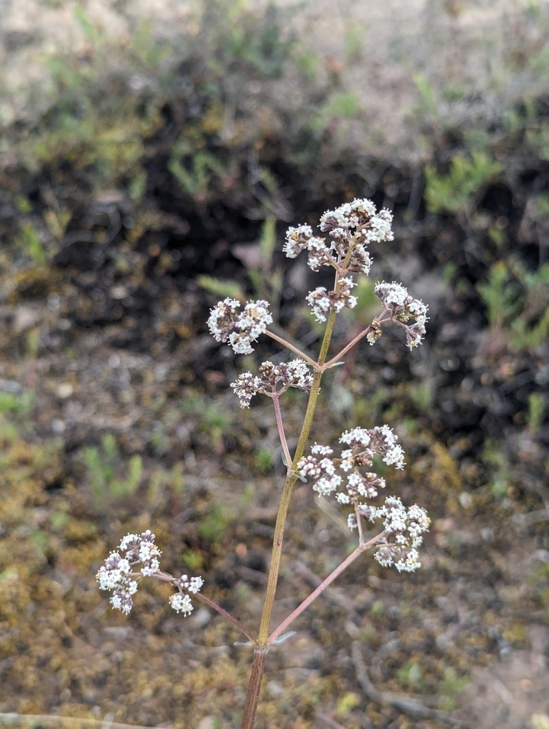 Valeriana pilosa photo 2