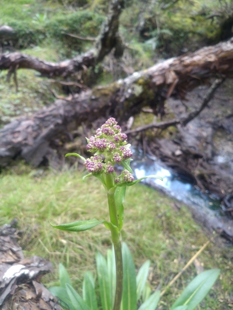 Valeriana pilosa photo 3