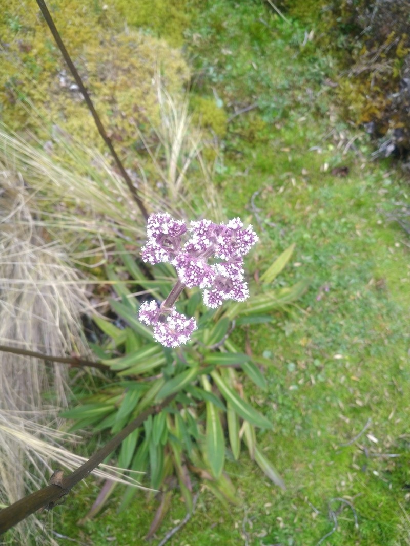 Valeriana pilosa photo 4
