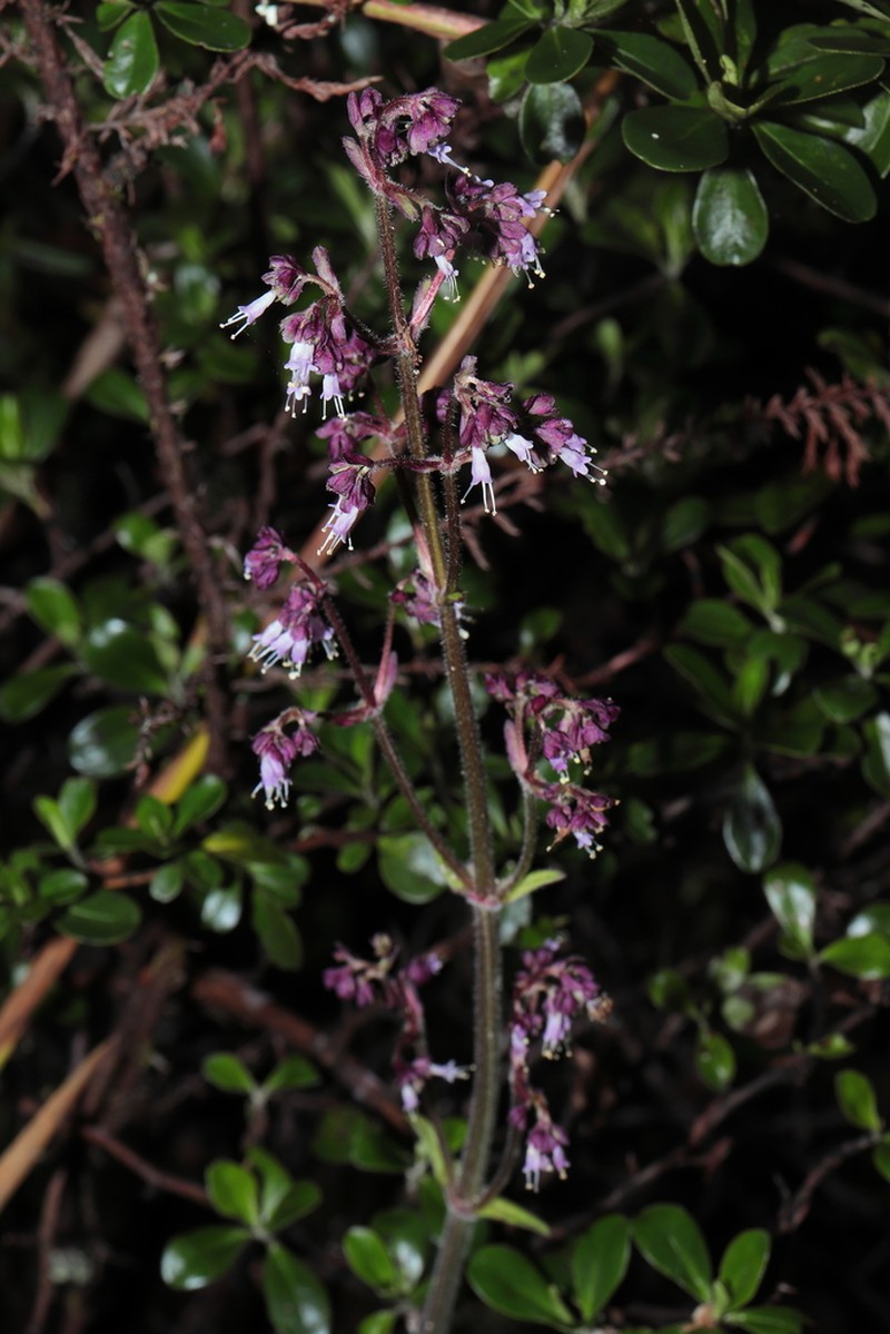 Valeriana pilosa photo 5