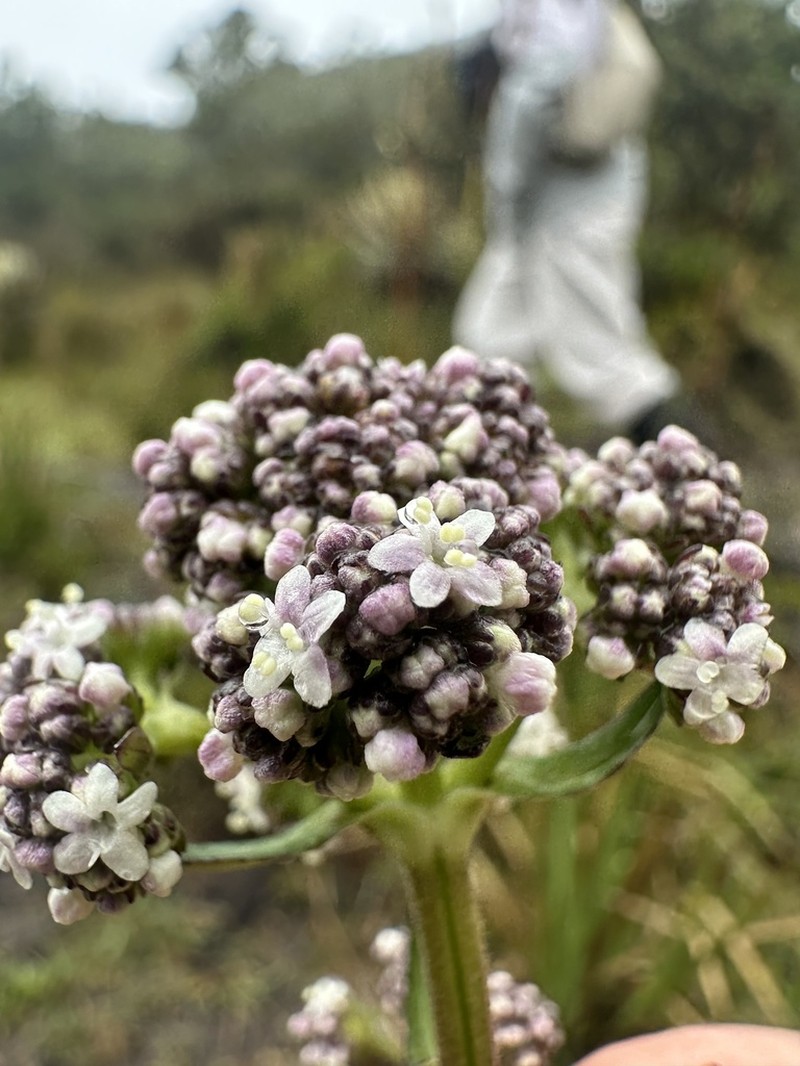 Valeriana pilosa photo 6