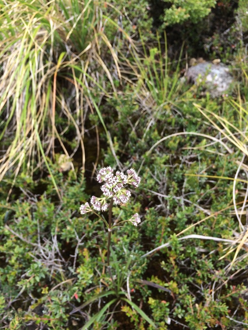 Valeriana pilosa photo 7
