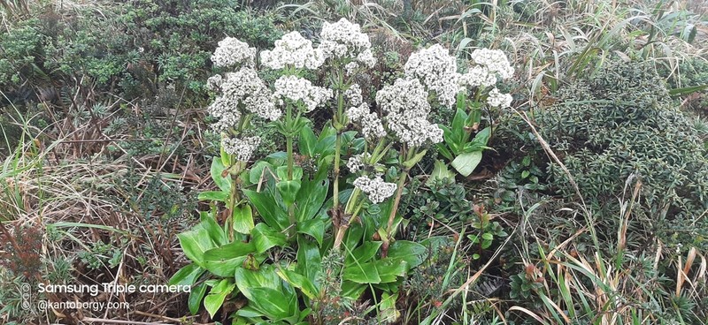 Valeriana pilosa photo 8