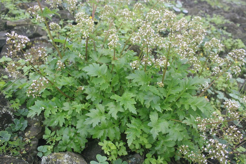 Valeriana pinnatifida