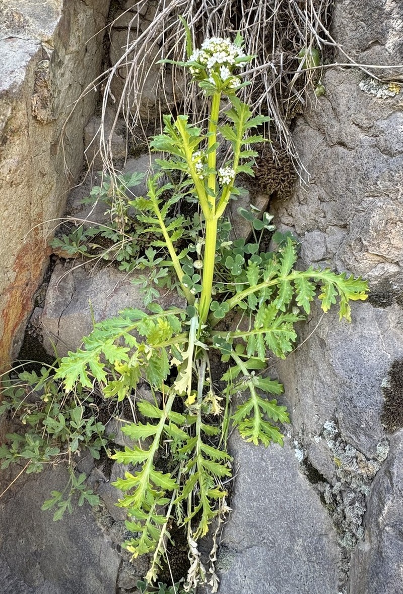 Valeriana pinnatifida photo 2