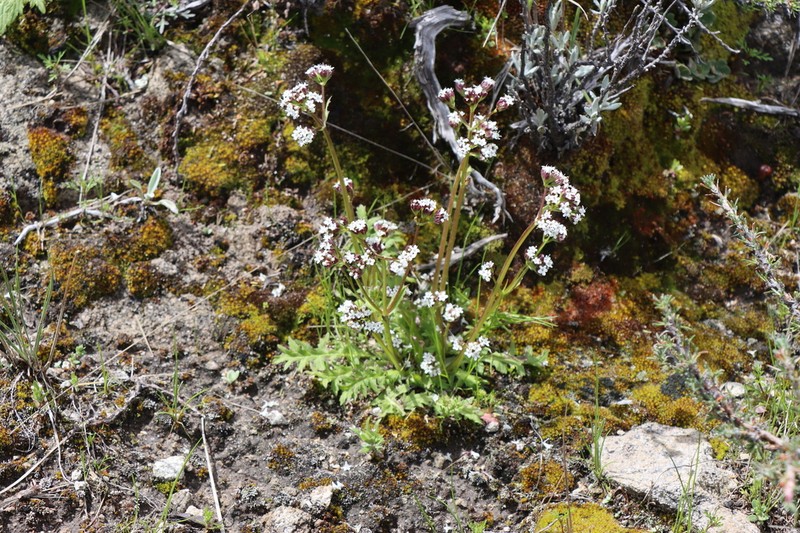 Valeriana pinnatifida photo 3