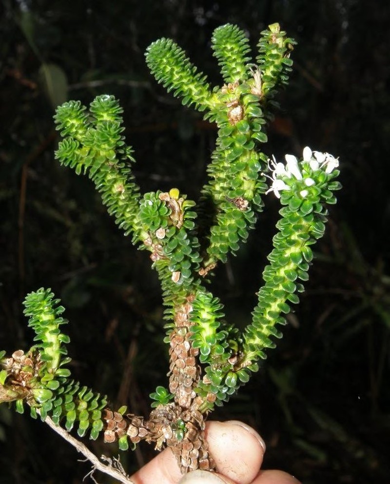 Valeriana plateadensis