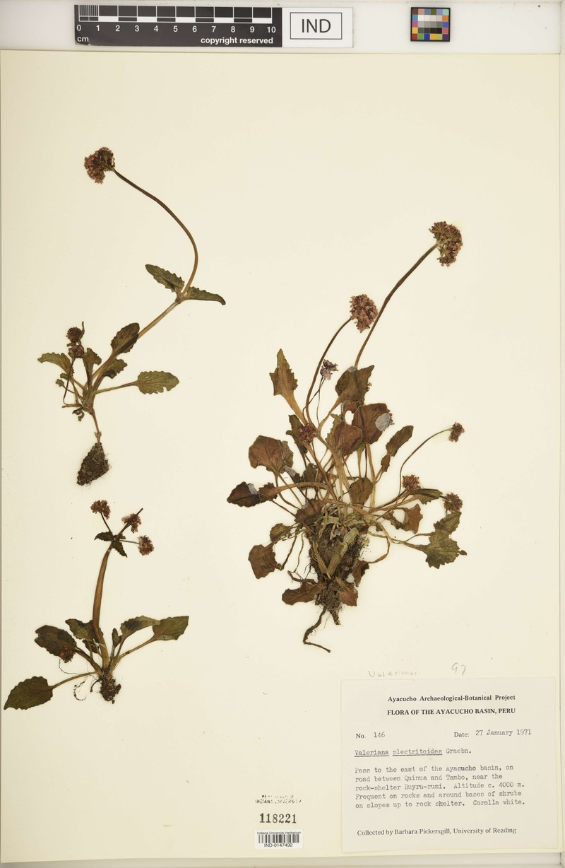 Valeriana plectritoides