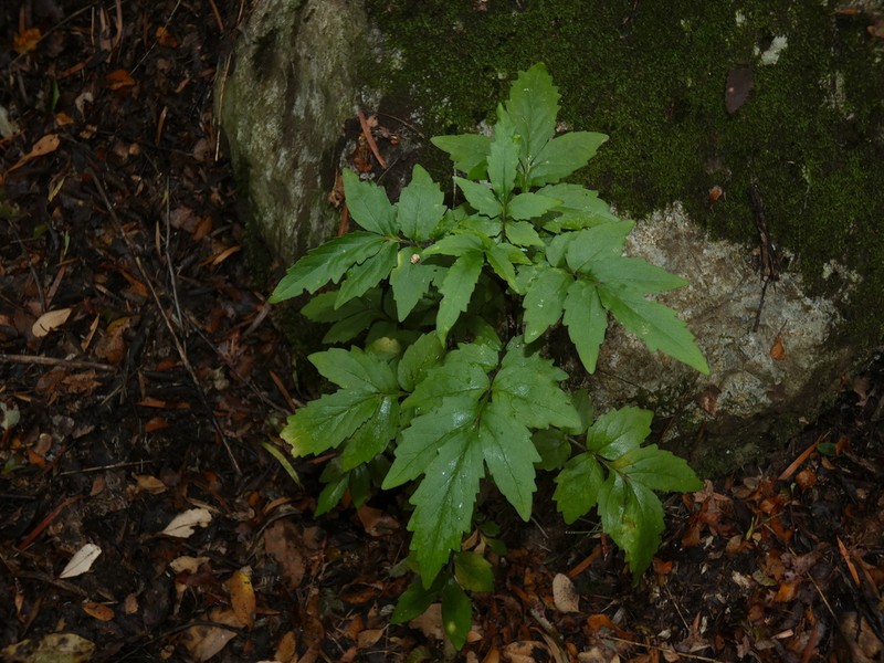 Valeriana polemonifolia