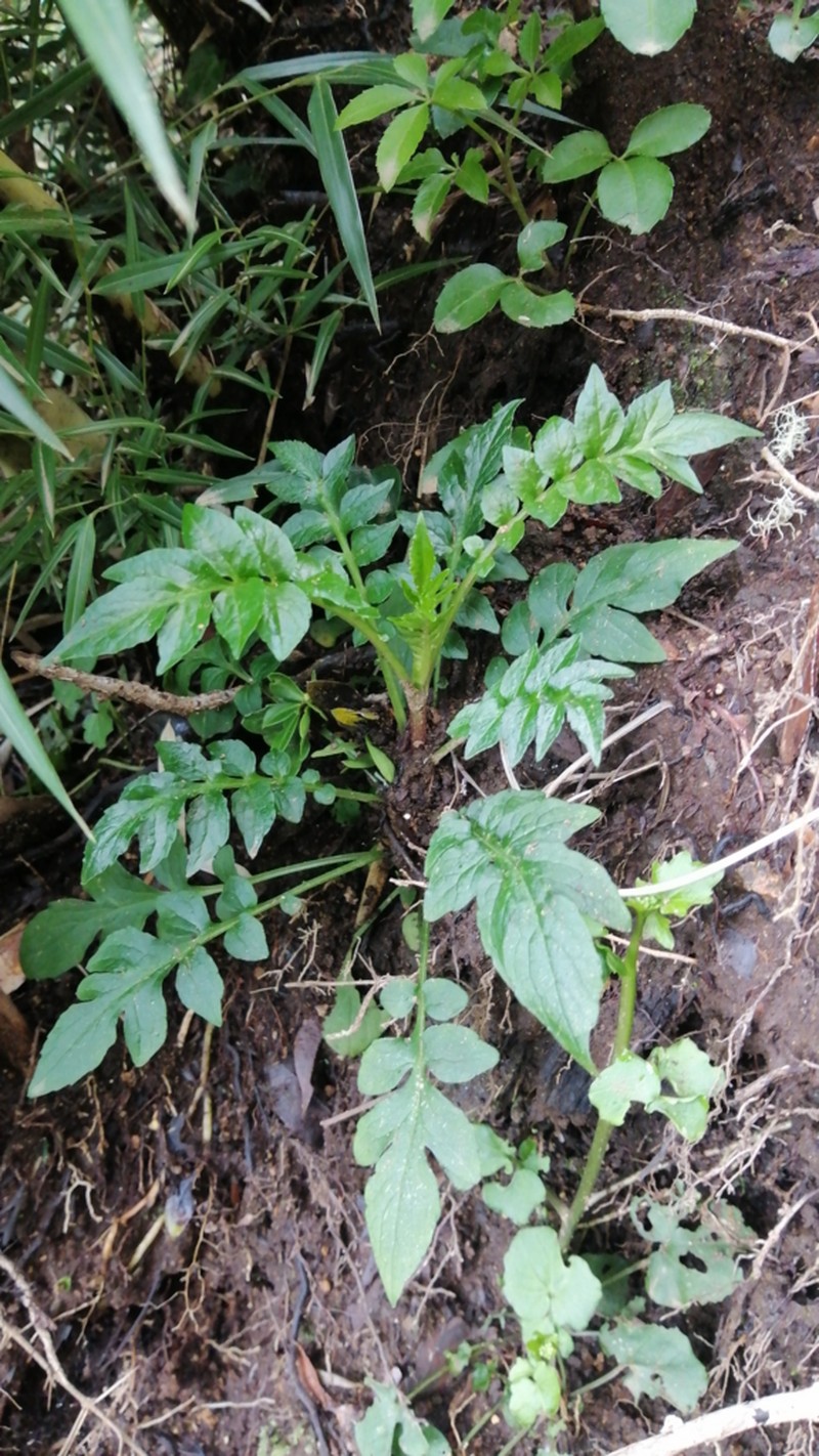 Valeriana polemonifolia photo 2