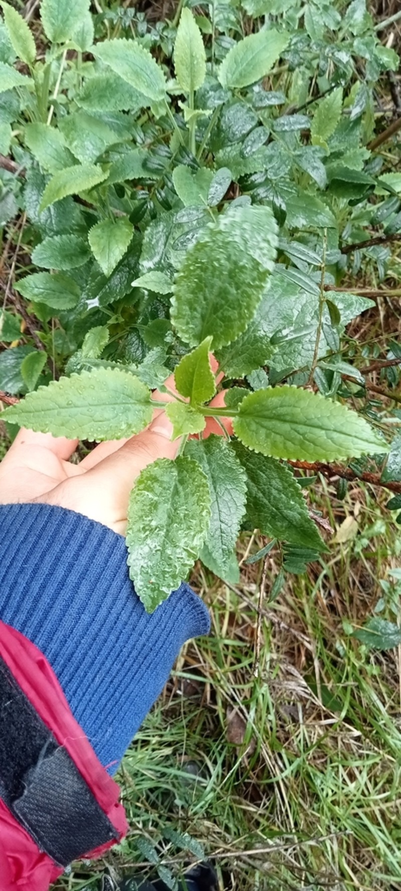 Valeriana polemonifolia photo 3