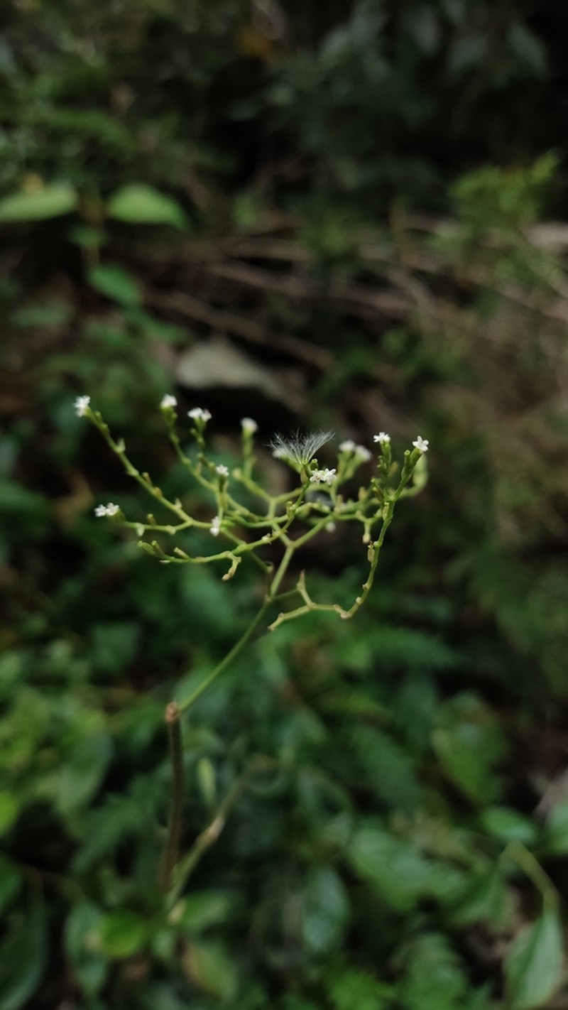 Valeriana polemonifolia photo 4