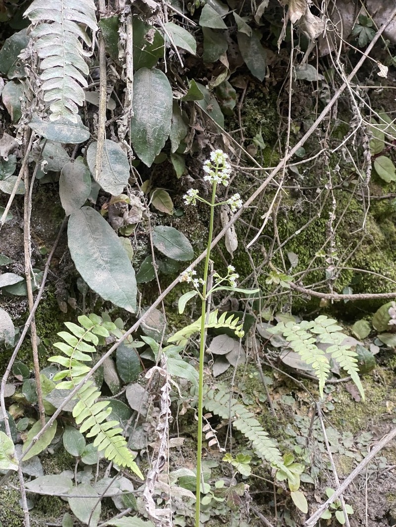 Valeriana polemonifolia photo 5