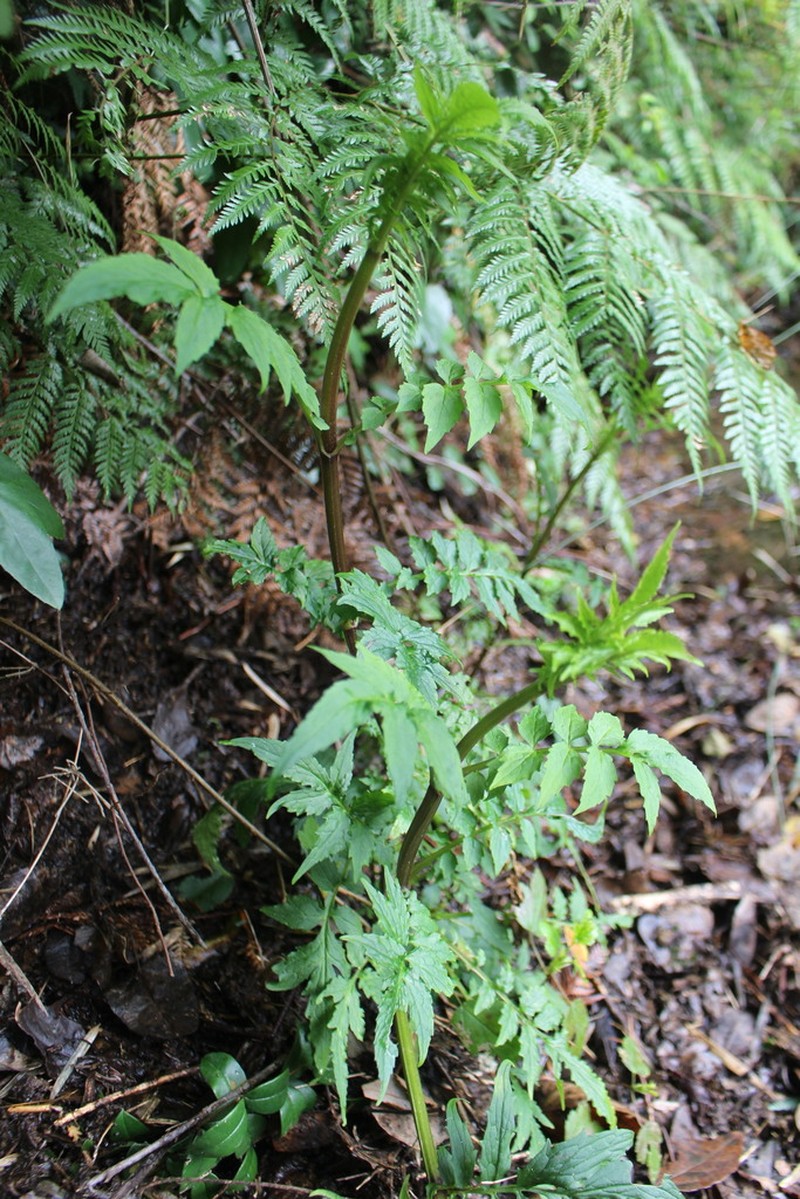Valeriana polemonifolia photo 6